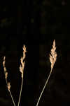 Prairie sedge